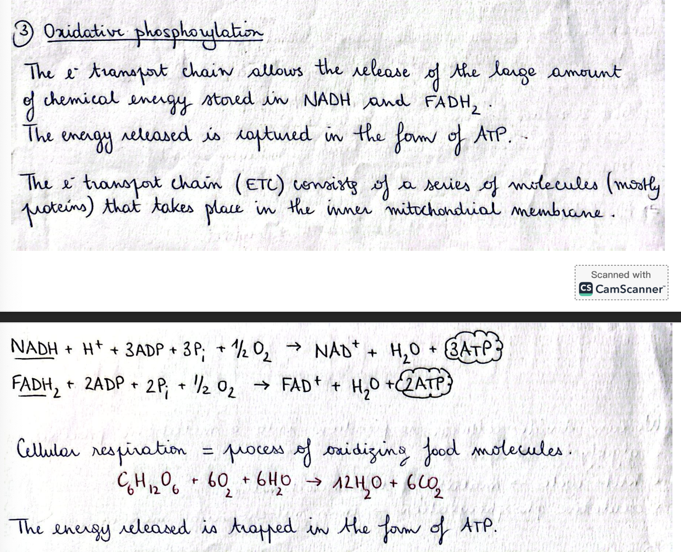 knowt flashcard image