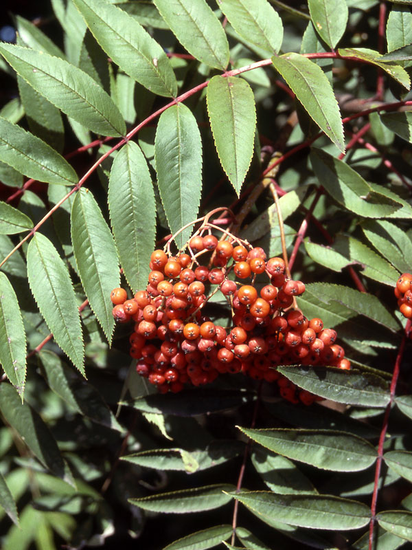 <p>Alternate compound leaves, small tree, small red/orange fruits</p>