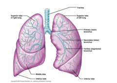 <p>bronchus</p>