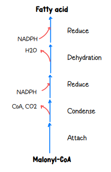 <p><span style="background-color: transparent;">-Cytoplasm converts acetyl-CoA into fatty acid using NADPH for energy storage.</span></p><p><span style="background-color: transparent;">-Acetyl-CoA carboxylase (Rate-limiting enzyme): Activated by insulin (fed-state) = ↑ FAS; inhibited by glucagon (fasting) = ↓ FAS</span></p>