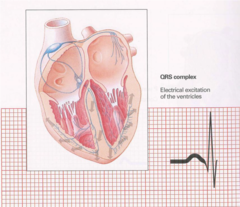 <p>Depolarisation of the ventricles through the Bundle of His, Left and Right Bundle Branches and Purkinje Fibres</p>