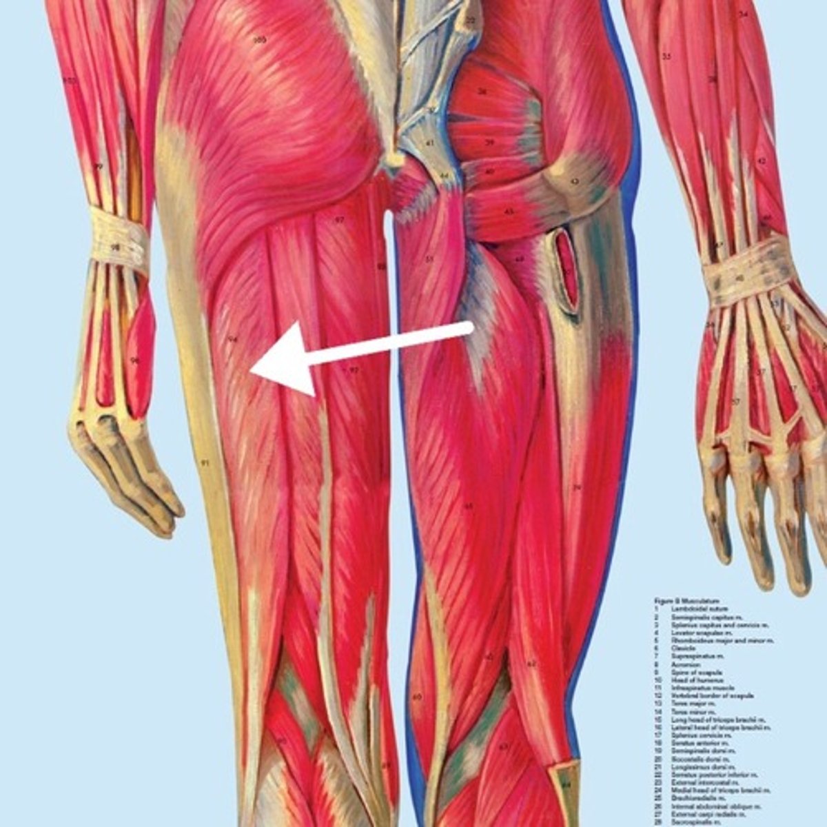 <p>What is this muscle?</p>