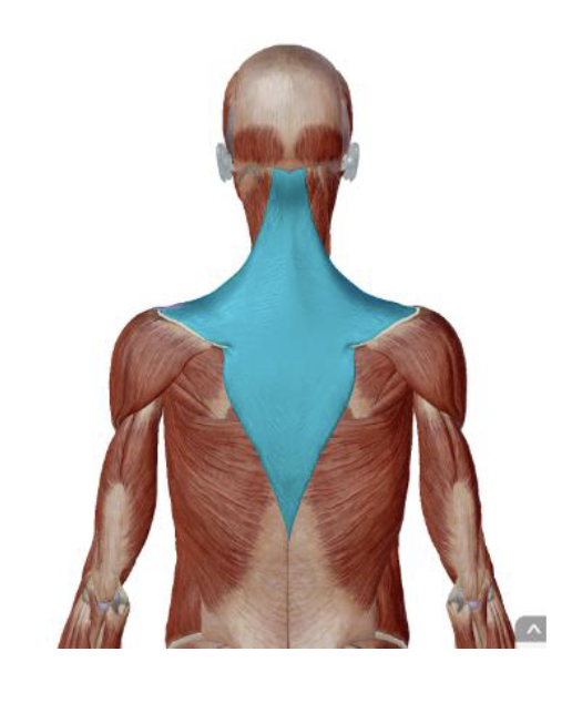 <p>Trapezius Innervation </p>