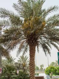 <p>Solitary, tall evergreen palm with a rough, diamond-patterned trunk and a crown of stiff, arching pinnate fronds composed of narrow, sharp-pointed leaflets; typically grows 10–20 m tall, forming a strong vertical silhouette; produces large hanging clusters of edible dates that turn orange to dark brown when mature; commonly used as a landmark, avenue, or desert-style ornamental palm; not native to the Philippines but widely cultivated in arid and tropical landscapes.</p><p>Best used as a focal, avenue, or architectural palm in full sun with well-drained soil. Performs best in hot, dry conditions and is highly drought tolerant once established; avoid waterlogged soils and dense shade, which reduce vigor and fruiting potential.</p>
