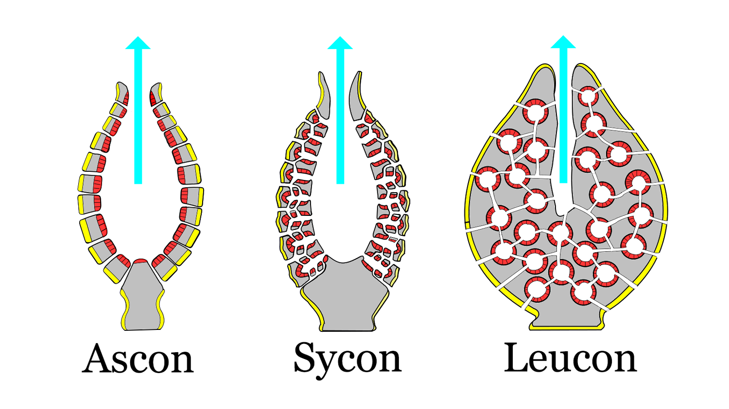 <p>Asconoid, syconoid, and leuconoid</p>
