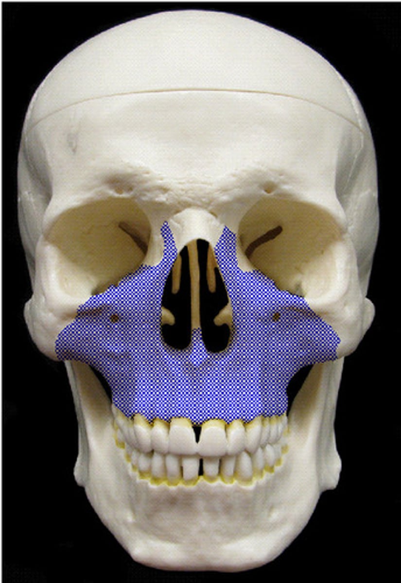 <p>upper jaw</p>