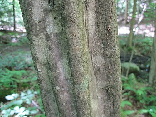 <p>American Hornbeam - Ironwood, Musclewood, </p><ul><li><p>Distinctive sinewy, muscle-like appearance of its trunk </p></li><li><p>Native to eastern North America </p></li><li><p>Occurs in shaded areas with moist soil, particularly </p></li><li><p>Fluted and crooked trunk </p></li><li><p>Bark is smooth and greenish-grey </p></li><li><p>Leaves are alternate, 3-12cm long </p></li></ul><p></p>