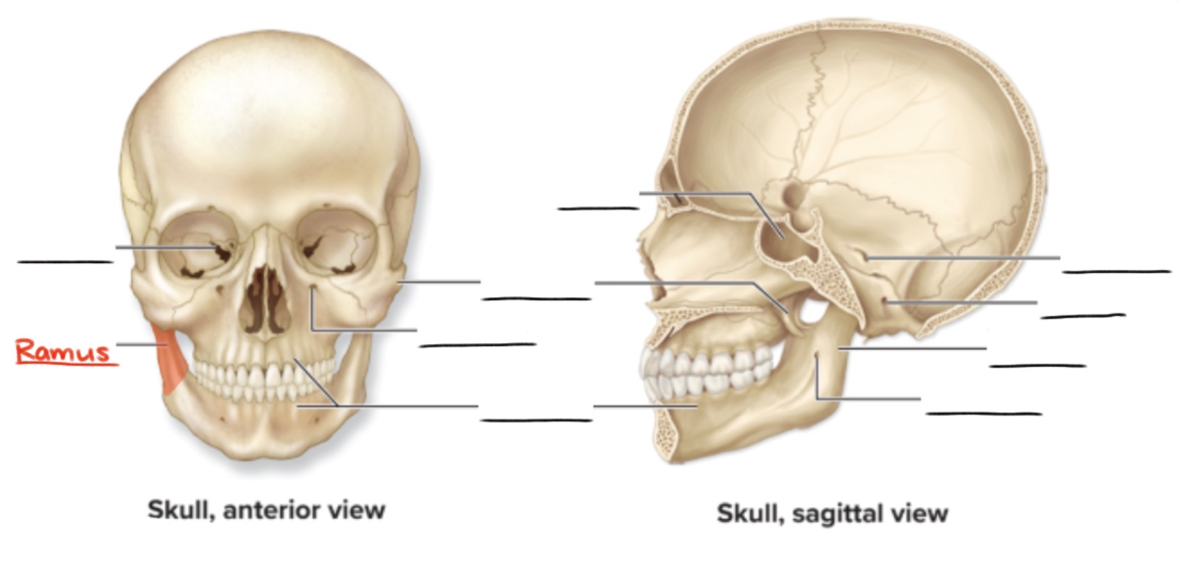 <p><strong>Ramus</strong> (pl., <em>rami</em>)</p><p>Angular extension of a bone relative to the rest of the structure</p><p>(Projections)</p>