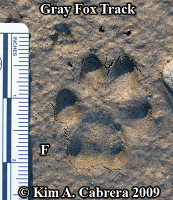 <p>Urocyon cineroargenteus (grey fox)</p>
