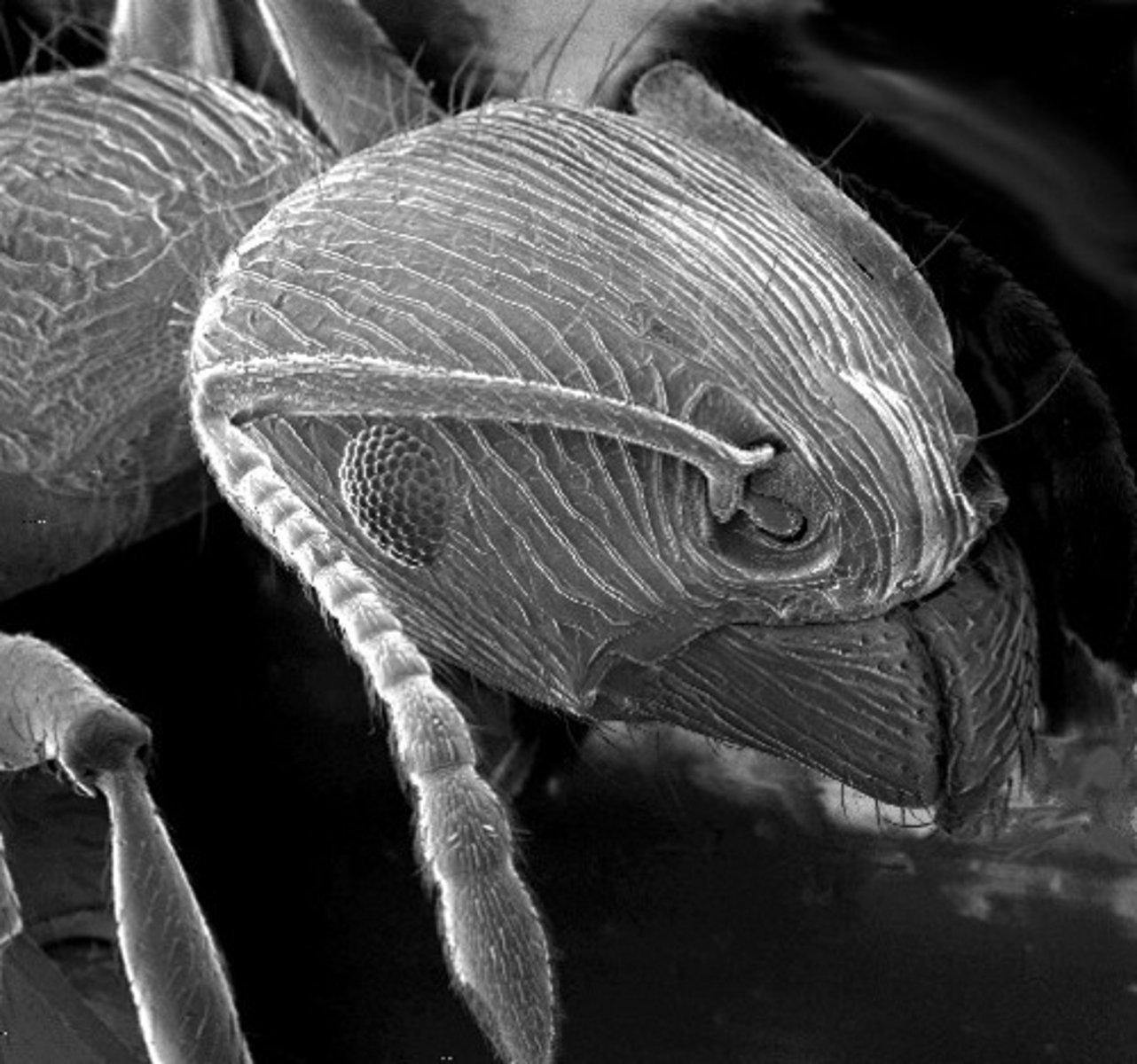 <p>exoskeletons</p>