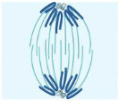 <ul><li><p>Chromosomes collecting as they near their respective poles</p></li><li><p>Daughter cells return to their interphase condition</p><ul><li><p>A) Nuclear envelope reforms</p></li><li><p>B) Chromosomes disperse until they disappear from view under microscope</p></li></ul></li></ul><p></p>