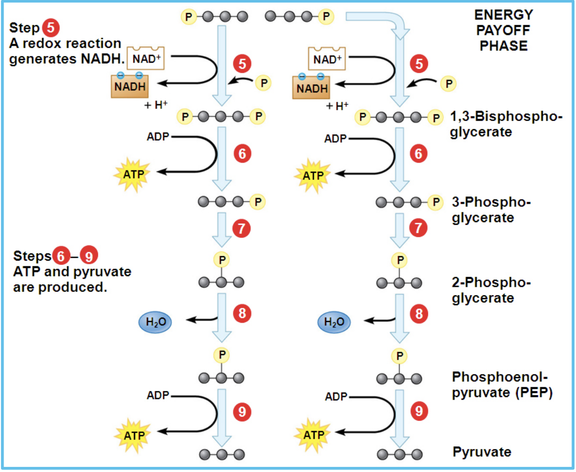<p>During the <strong>energy payoff phase</strong>, the two molecules of glyceraldehyde-3-phosphate are converted into <strong>two pyruvate molecules</strong>. In this process, <strong>4 ATP are produced and 2 NAD⁺ are reduced to 2 NADH</strong>, resulting in a <strong>net gain of 2 ATP for glycolysis</strong>.</p>