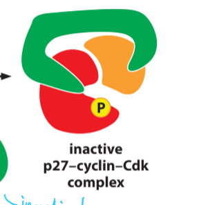 <ul><li><p>a CKI</p></li><li><p>Binds to both Cdk and cyclin</p></li><li><p>Changes conformation of its active site</p></li></ul><p></p>