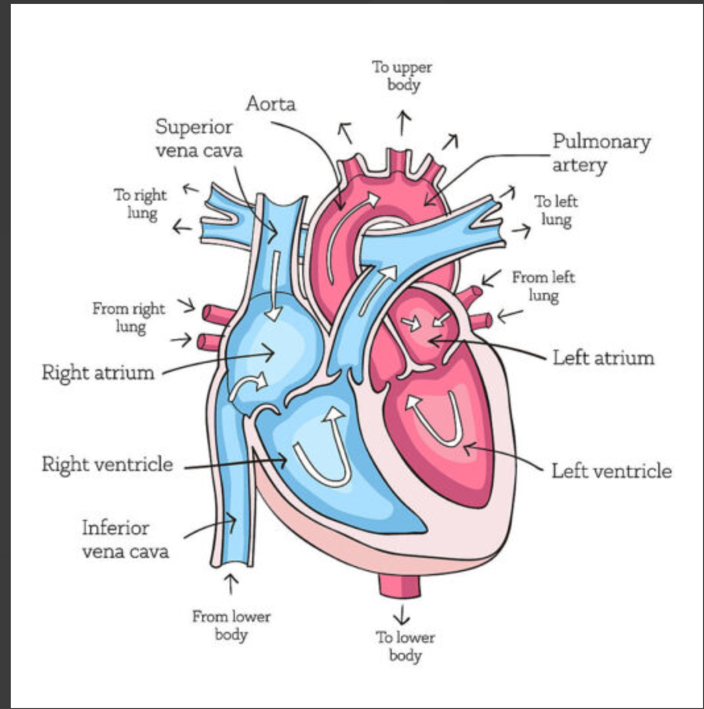 <p>Pressure of blood against artery walls during vesicle contraction</p>