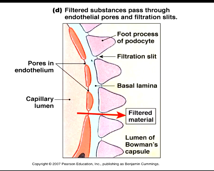 <ul><li><p>substances to be filtered need to pass through the pores and through the negatively charged lamina and then through the filtration slit in the podocyte</p></li></ul><p></p>