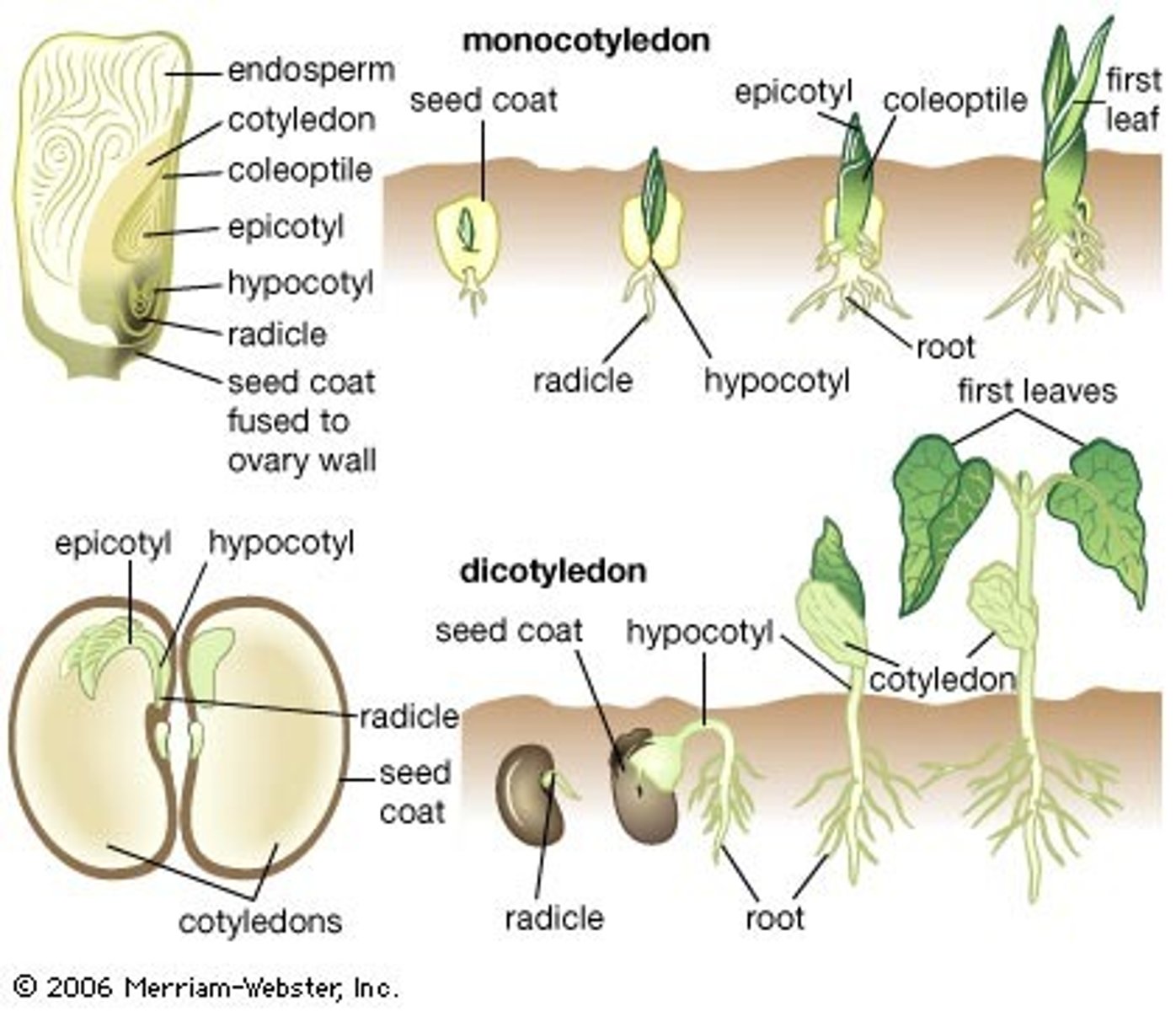 <p>radicle; hypocotyl; plumule; epicotyl</p>