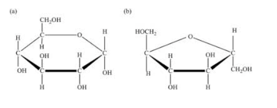 <p>Monosaccharides: simple sugars such as glucose and fructose that serve as the building blocks for carbohydrates. </p>