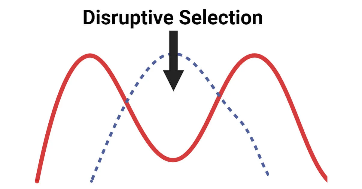 <p>disruptive selection</p>