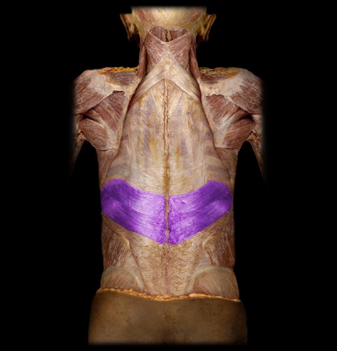 <p>Identification.</p>