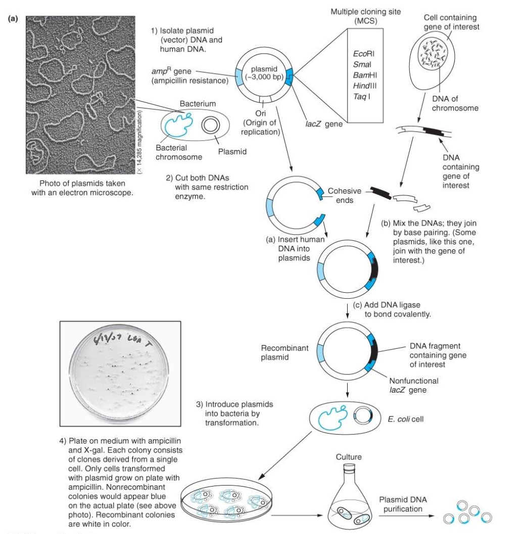 <p><strong>1. Standard Cloning Protocol: </strong></p><p>- Digestion: Vector and DNA insert are cut with the same restriction enzyme(s) to create matching sticky ends. </p><p>- Ligation: DNA ligase covalently seals the vector and insert into circular recombinant plasmids. </p><p>- Transformation: Plasmids are introduced into competent host bacteria. </p><p>- Plating: Grown on LB agar containing Ampicillin + X-Gal + IPTG. </p><p><strong>2. Colony Phenotype Interpretation: </strong></p><p>- Antibiotic Selection: Only cells containing a plasmid (AmpR) can grow into colonies. </p><p>- Blue Colonies = Non-recombinant (Empty Vector): <em> Intact lacZ alpha-peptide -> Active beta-galactosidase -> Cleaves X-Gal -> Blue color. </em></p><p><em>- White Colonies = Recombinant Clones (Target Insert Present): </em> Insert disrupts lacZ gene (insertional inactivation) -> No beta-galactosidase activity -> Cannot cleave X-Gal -> White colour. - Action: White colonies are selected and cultured for plasmid DNA extraction and verification.</p>