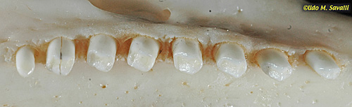 <p>Peg-like </p>