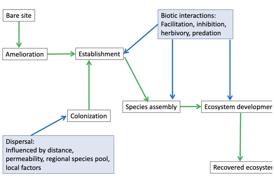 <p>from bare site → amelioration, establishment (colonization, biotic interactions), species assembly, ecosystem development to recovered ecosystem</p>