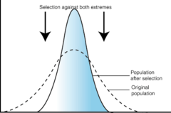 <p>Favours the average phenotype (e.g. birth weight in babies - remains in 3-4 kg range as anything below are weaker and more likely to die, and above have difficulty being born and are also more likely to die)</p>