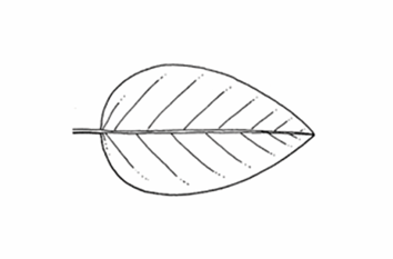 <p>An egg-shaped leaf that is 2x longer than it is wide, and widest below the middle. </p>