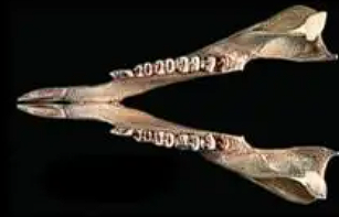 <p>One pair of incisors, jutting outwards.</p>