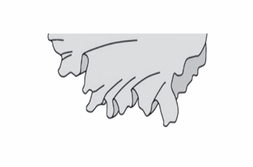 <p>A leaf margin that is wavy in a 3D vertical plane.</p>