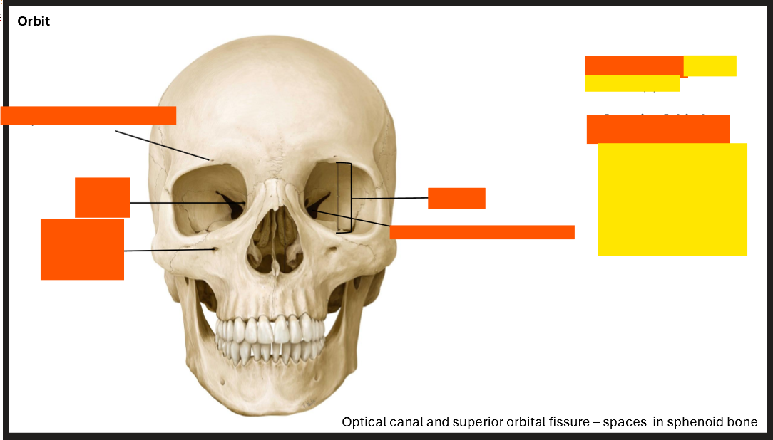<p>Label the Orbit</p>