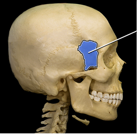 <p>What structure is indicated</p>