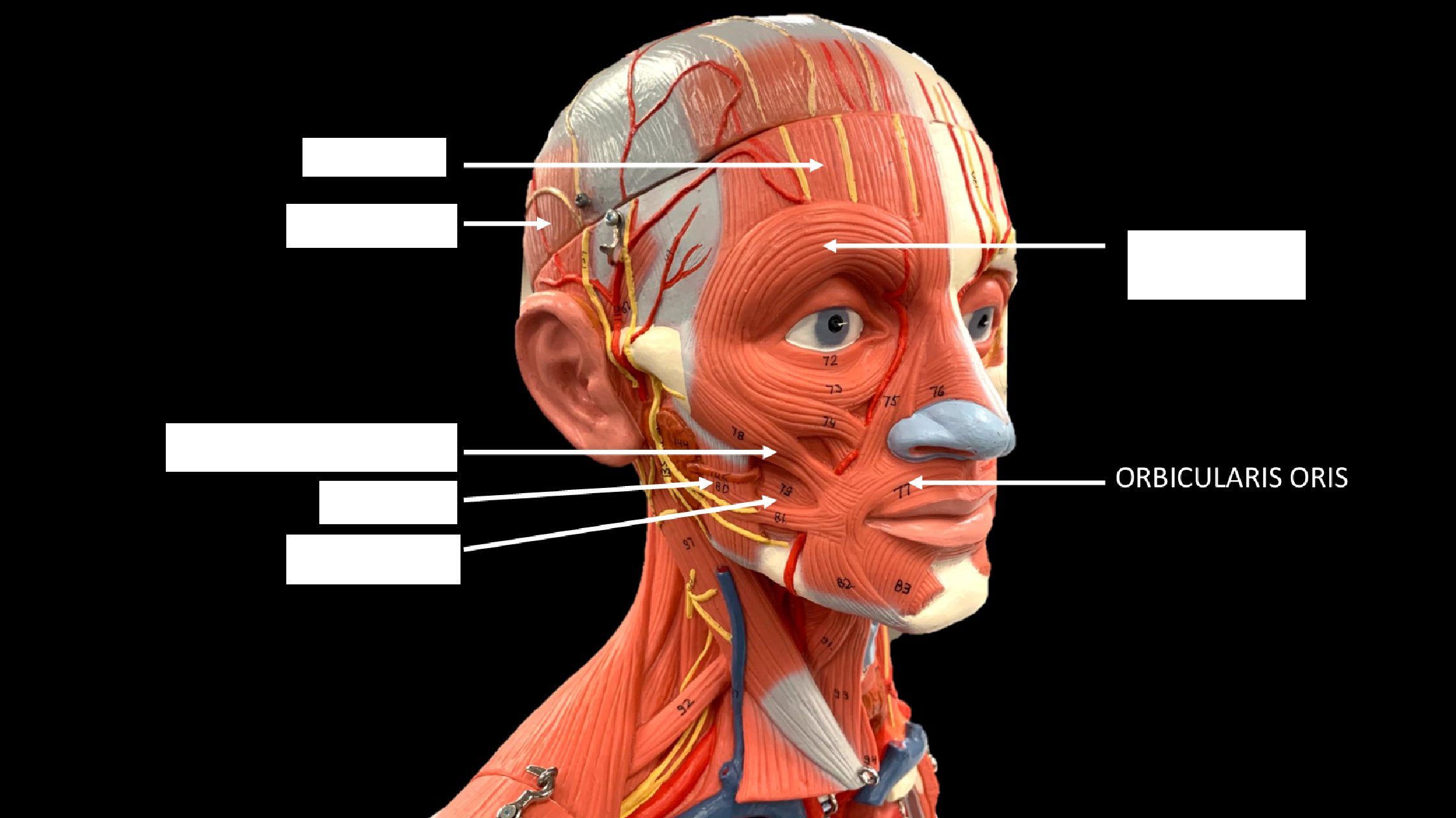 <p>ORBICULARIS ORIS</p>