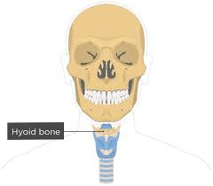 <p>Hyoid Bone</p>