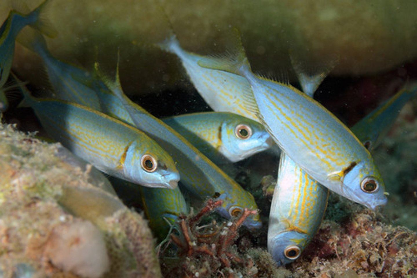 <p>Siganus argenteus</p>