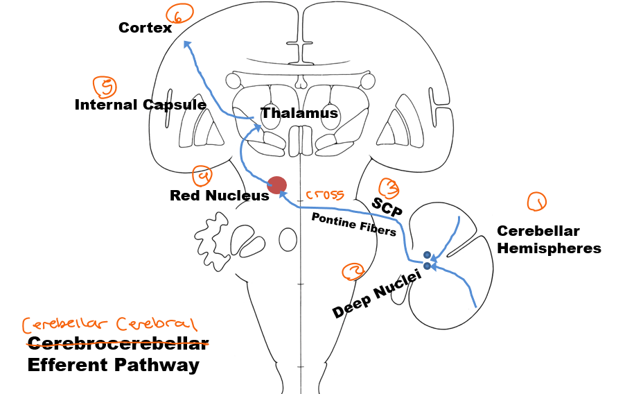 <p>Cerebellar hemisphere</p><p>Deep nuclei </p><p>Superior cerebellar peduncle</p><p>Cross to the contralateral red nucleus (midbrain) </p><p>Thalamus <strong>(VL)</strong></p><p>Cortex</p>