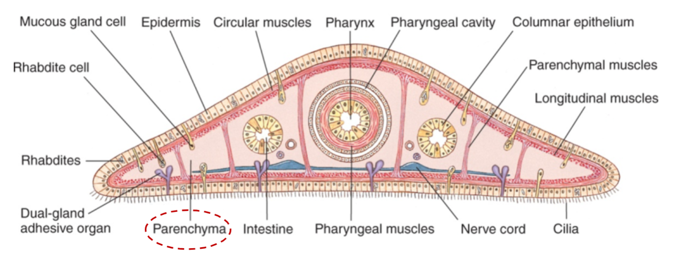 <p>(mesoderm) composed of tissue filling</p><p>space between epidermis (ectoderm) and gastrovascular</p><p>cavity (endoderm)</p>