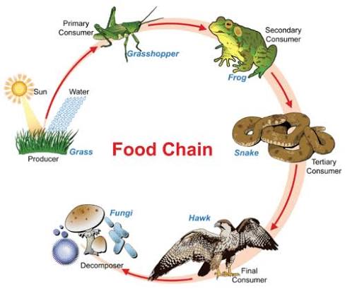 <p>Synapomorphic characters with fungus</p>