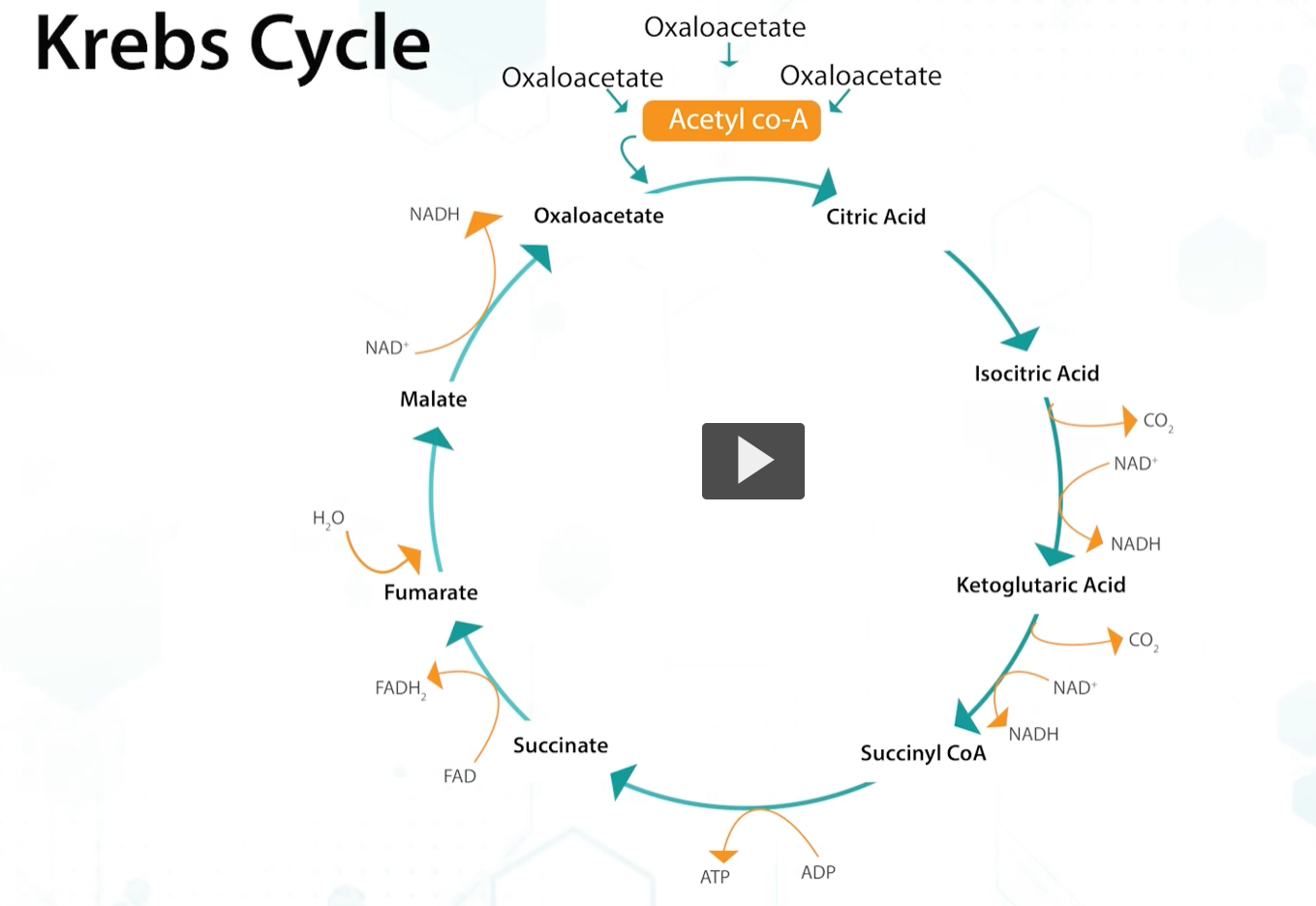 <p>depending on the needs, bacteria can shift to other sugar metabolic pathways. </p><p>The bacteria needs 5-carbon sugars, for example, ribose, for the synthesis of nucleotides, they can shuffle glucose into the pentose phosphate shunt. If the enzymes of glycolysis are missing, such as phosphofructokinase, bacteria can use the entner-doudoff pathway. </p><p>In bacteria, the pyruvate produced by the Entner-Doudoroff pathway can enter the Krebs cycle. Glyceraldehyde-3-phosphate enters glycolysis, where it is further metabolized to pyruvate, which can then also enter the Krebs cycle.</p>