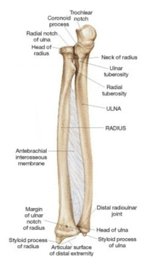 <p>Radius (lateral) and ulna (medial) connected by Interosseous membrane, a type of fibrous joint called a syndesmosis</p>