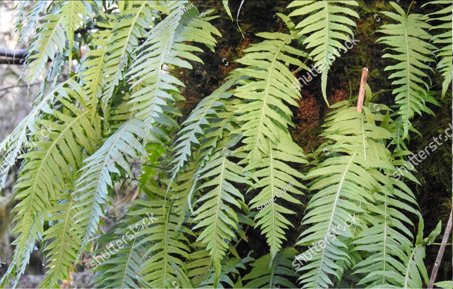 <p><span style="font-family: "Open Sans";">Polypodium glycyrrhiza - Licorice fern</span></p>