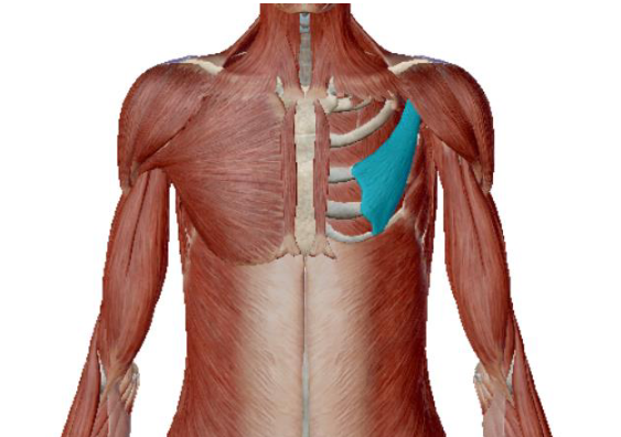 <p>what muscle is this </p>