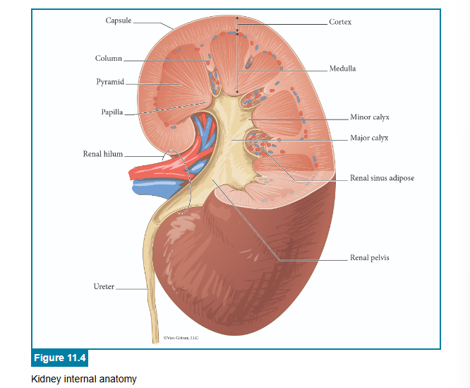<p>correct answers</p>