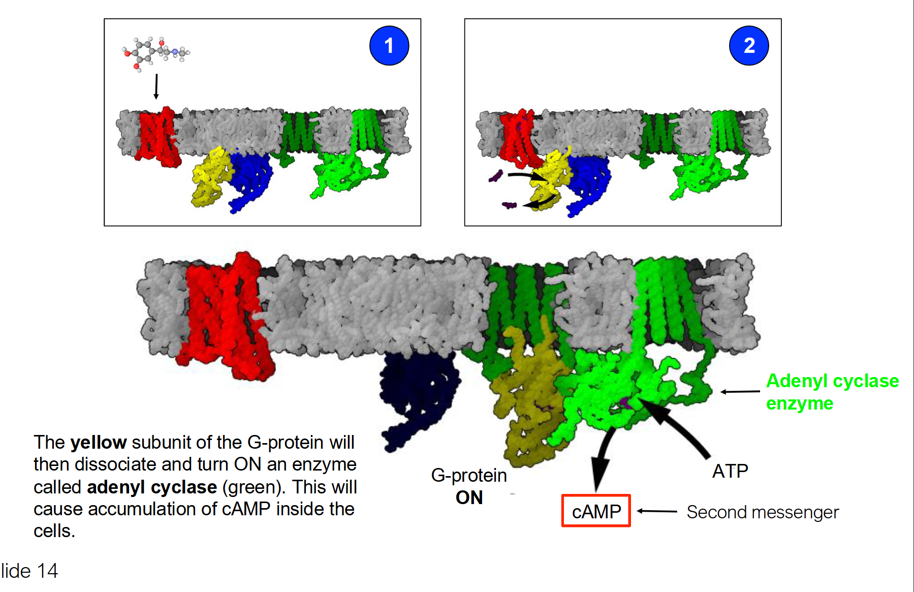 <ul><li><p><strong>The Activation Step:</strong> The hormone <strong>Epinephrine</strong> (ligand) binds to a GPCR, causing the G protein to swap <strong>GDP for GTP</strong>.</p></li><li><p><strong>The Relay:</strong> The active <strong>alpha subunit</strong> dissociates and activates the enzyme <strong>Adenyl Cyclase</strong>.</p></li><li><p><strong>The Second Messenger:</strong> Adenyl Cyclase produces <strong>cAMP</strong>, which carries the "breakdown" signal into the cytoplasm.</p></li><li><p><strong>The Result:</strong> cAMP triggers the <strong>kinase cascade</strong> (PKA → Phosphorylase Kinase → Glycogen Phosphorylase) that ultimately chops glucose units off the glycogen chain.</p></li><li><p><strong>Key Concept:</strong> The G protein is the <strong>molecular switch</strong> that translates an extracellular signal into an intracellular chemical message.</p></li></ul><p></p>