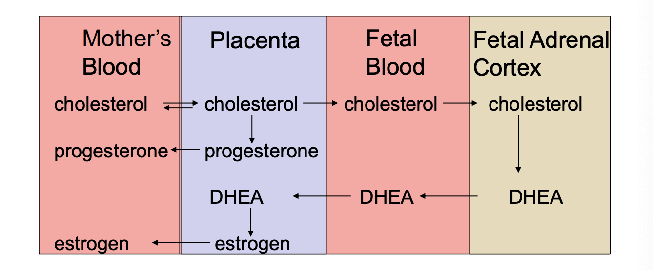 <ul><li><p>DHEA is a precursor to estrogen</p></li><li><p>The fetal adrenal cortex produces it, moves it to the fetal blood and to the placenta where it gets converted into estrogen</p></li><li><p>Placenta also produces progesterone</p></li><li><p>Therefore the progesterone and the estrogen gets diffused into the mother’s blood to continue supplying nutrients to the fetus</p></li></ul><p></p>