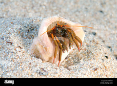 <p>- Carapace length 15mm</p><p>- Body colour is a greenish-brown and the antennas and legs are red or orange.</p><p>- Prefers shells of Cerithium and O. turbinatus</p>