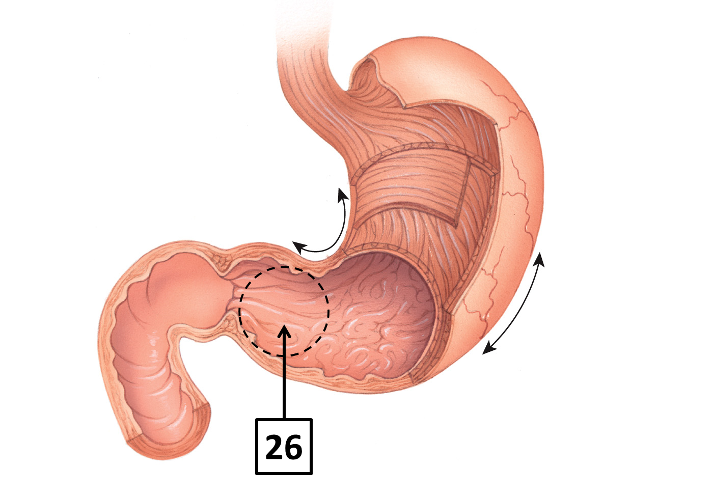 <p>Name and function </p>