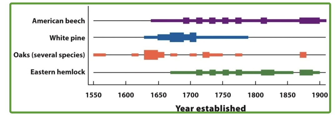 <p>age structure fluctations</p><p>removed sample of wood from trunks to count growth rings; 1500s, largely composed of oak trees; fire and drought increased white pine trees; allowed beech and hemlock to grow</p>