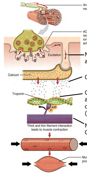<p>From the neuromuscular junction and after an action potential is generated in the sarcolemma, it travels along an down into the T Tubules</p><p>DHP receptors activated, opeing Ca release channels.</p><p>Ca2+ ions released from Sarcoplasmic reticulum</p><p>binds to troponin, removing the blocking action of tropmyosin</p><p>troponin shape changes, revealing binding sites for myosin on the thin filaments</p><p>binding occurs, cross bridges form, contraction begins.</p>
