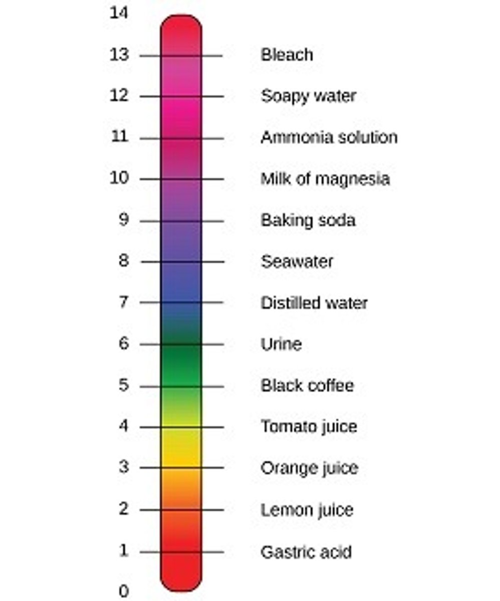 <p>pH scale measures the hydrogen ion concentration [H+]Range: 0 (acidic) to 14 (basic)</p>
